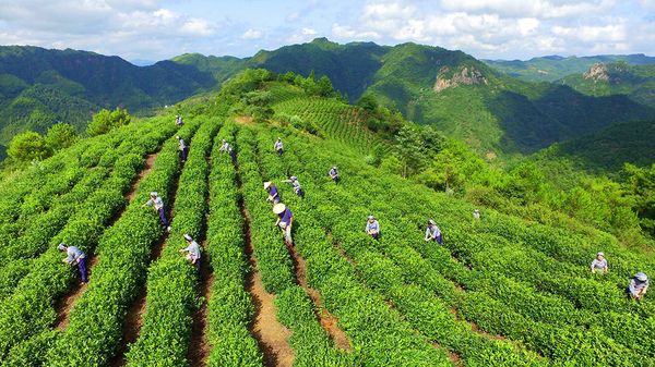 采茶小