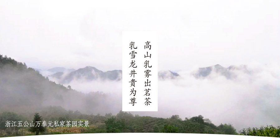 乳雪龙井详情（祥）山顶图